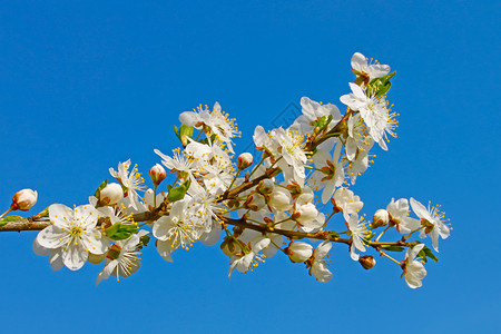 花樱桃树枝季节花瓣雌蕊天空萼片绿色雄蕊红色生长日光背景图片