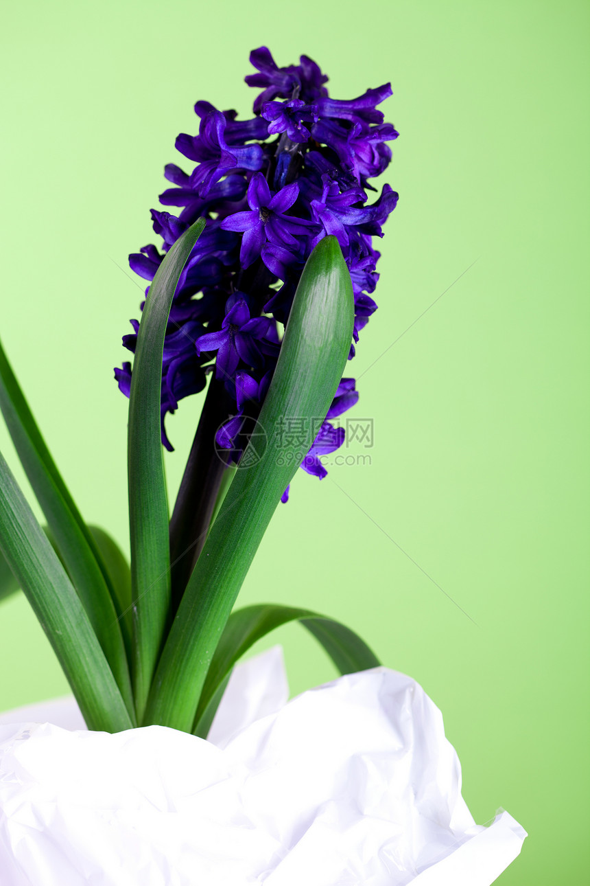 装饰性青蜡白色绿色蓝色展示紫丁香灯泡植物活力植物学叶子图片