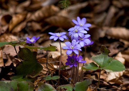 春花城市压痛草本植物植物情怀展示紫色季节森林蓝色背景图片