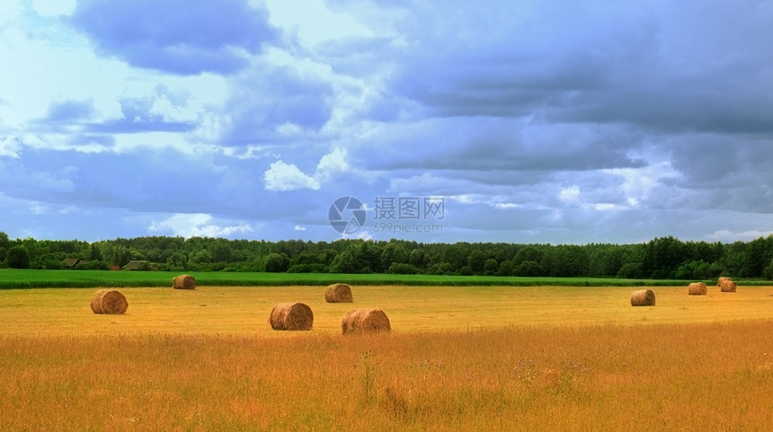 阳光明媚的夏日 草丛田地场景稻草草地天空玉米农村草垛燕麦农场场地图片