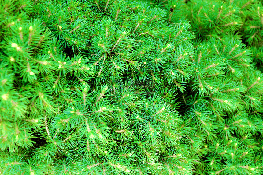 松树上绿锥和针头绿色森林生长叶子公园衬套针叶国家木头植物图片