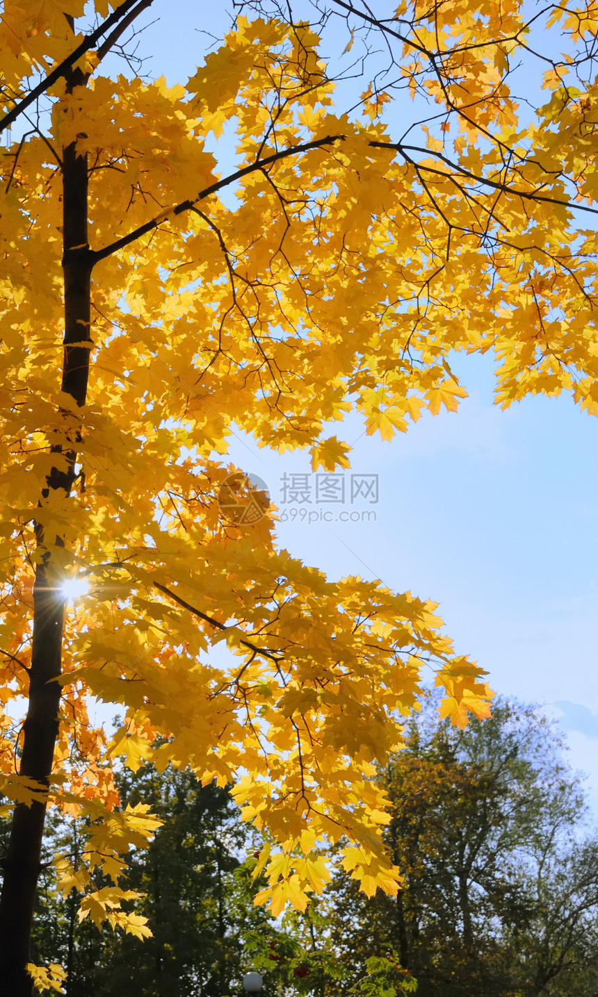 太阳日 在城市公园中植树金子红色黄色橙子天空蓝色公园树叶叶子森林图片