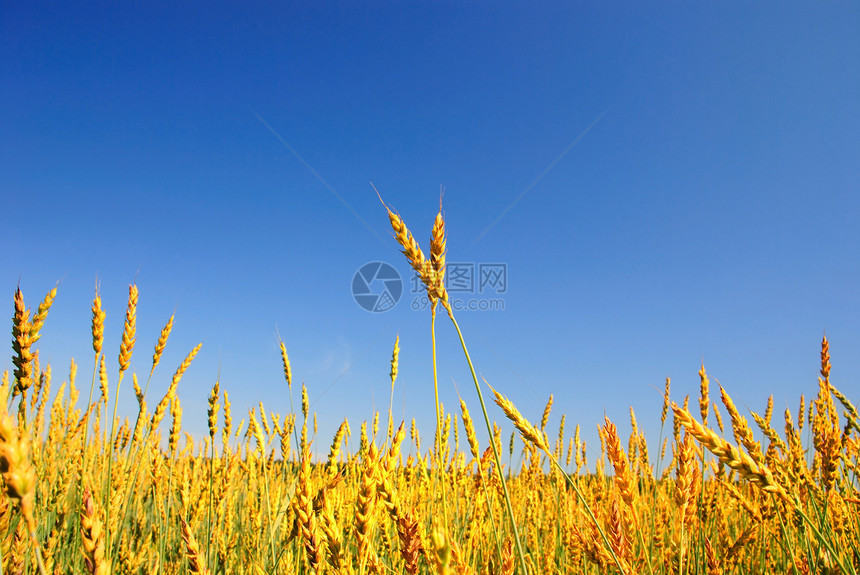 蓝色天空背景的金麦小麦土地收获金子农场季节阳光美化谷物场景城市图片