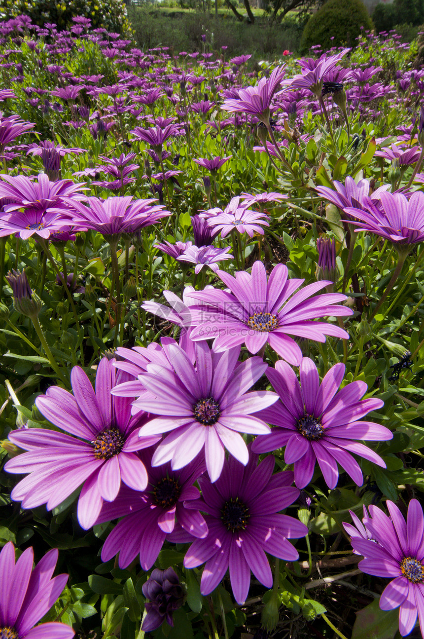 紫色和粉红的花朵在愚人开花公园花园雏菊宏观万寿菊花瓣草地植物粉色骨质子图片
