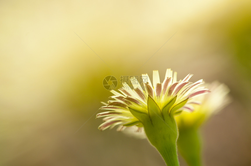 春天的丹德利翁花朵和盛开宏观黄色图片