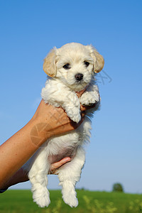 狗手握着甜小狗的手耳朵白色动物鼻子宠物婴儿朋友蓝色毛皮伴侣背景