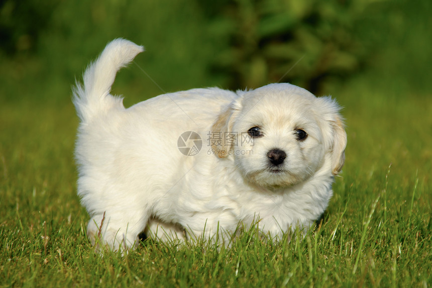 小狗狗绿色宠物朋友动物友谊伴侣白色图片