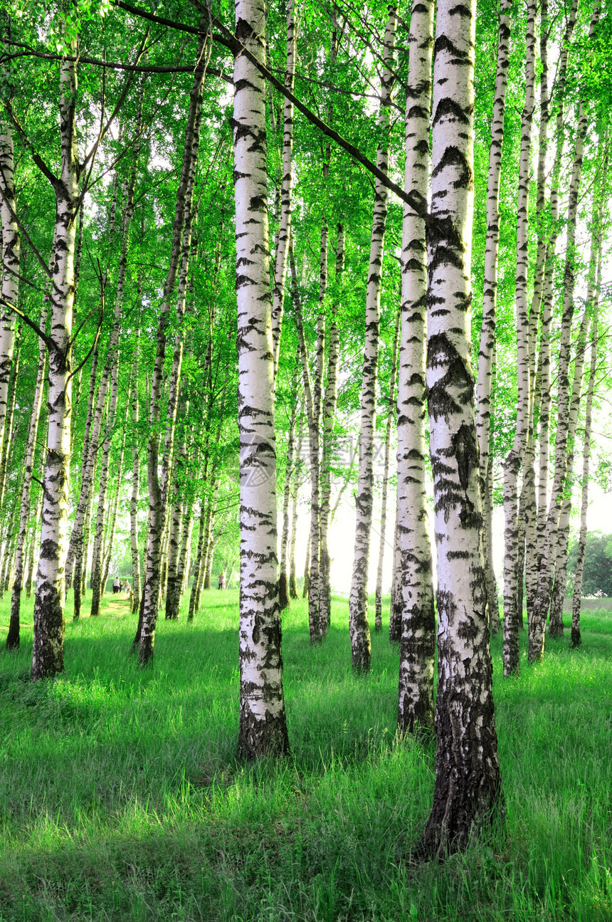 夏林中的树枝森林树林桦木阴影树干公园植物场景太阳木头图片