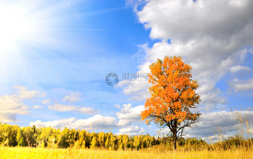 美妙的秋秋秋树叶场景黄色太阳植物群乡村美丽场地绿色风景图片