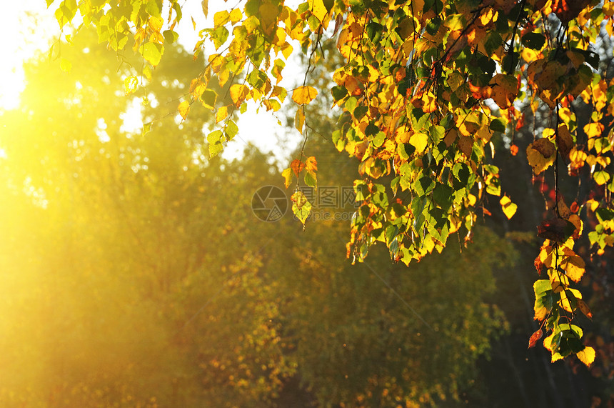 夏林中的树枝阴影日落森林阳光桦木季节荒野叶子太阳植物图片