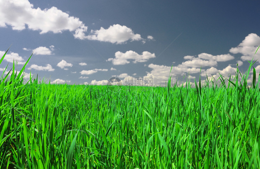 绿地和蓝天空环境晴天丘陵风景地面天空场地地平线农村粮食图片
