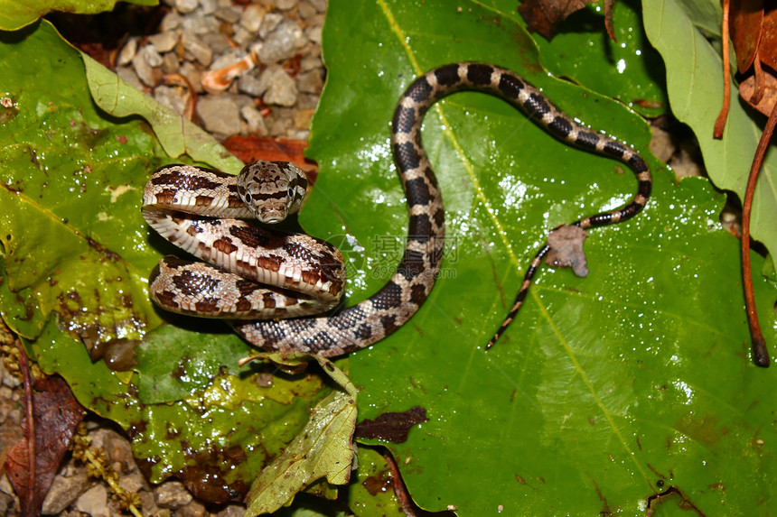 灰鼠蛇生物爬行动物少年动物动物学宏观生物学生态环境爬虫图片