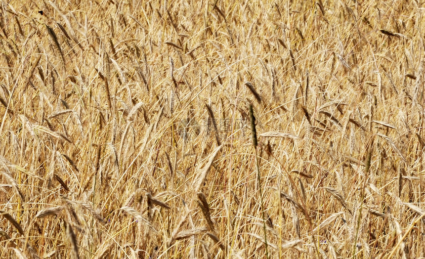 在农场田中种植黄金小麦蔬菜植物食物土地收获美化稻草面包种子阳光图片