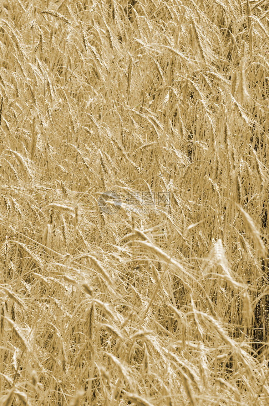 小麦谷物种子玉米阳光乡村场地生长收获食物草地植物图片