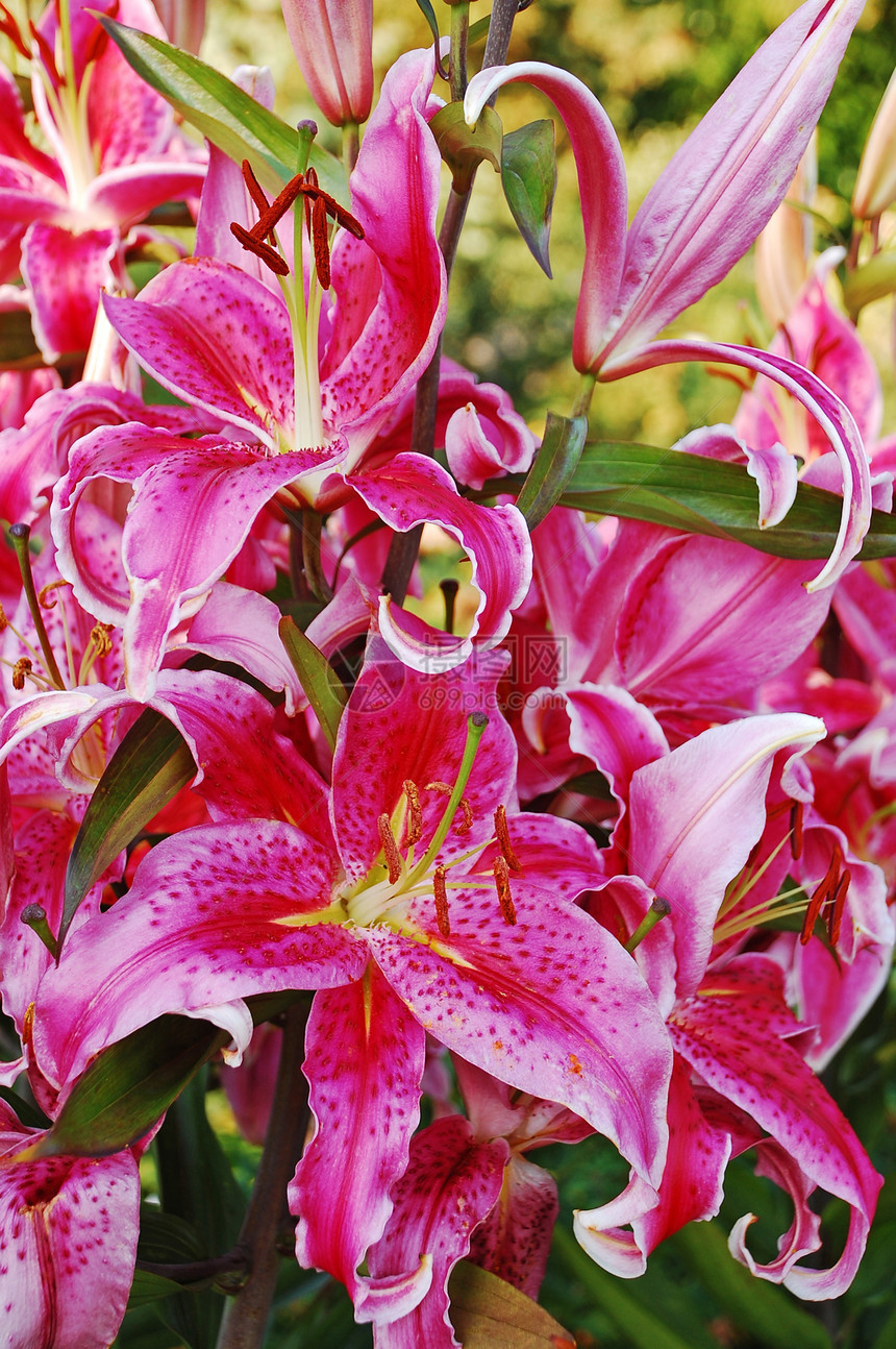 粉红百合花花植物热带花瓣百合植物群异国花园情调图片