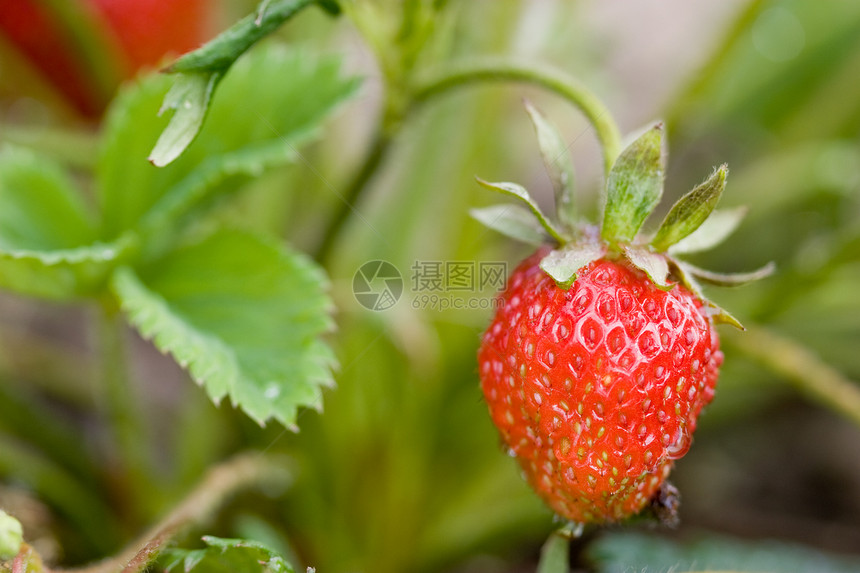 草莓食物水果种植甜点营养宏观图片
