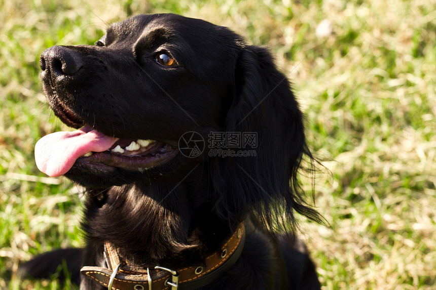 黑色英式大巴贝尼猎犬婴儿英语头发犬类语言宠物场地舌头朋友图片