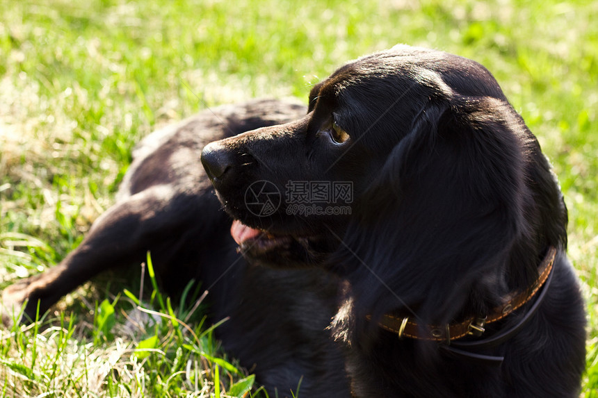 躺着的黑色英式小白猪小狗毛皮朋友猎犬语言宠物犬类眼睛场地草地图片