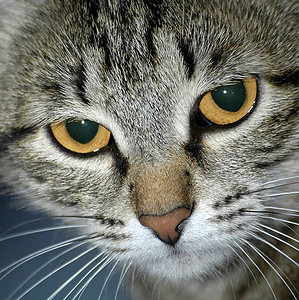 猫咪棕色眼睛羊毛背景图片