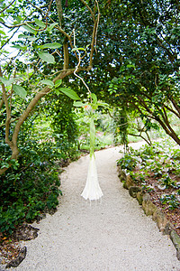 白天使的号角公园花园季节植物喇叭环境白色天使植物学高清图片