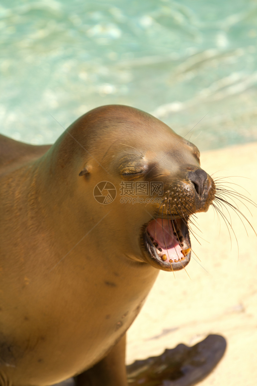 海狮狮子动物海滩野生动物荒野海洋海豹岛屿哺乳动物潜水图片
