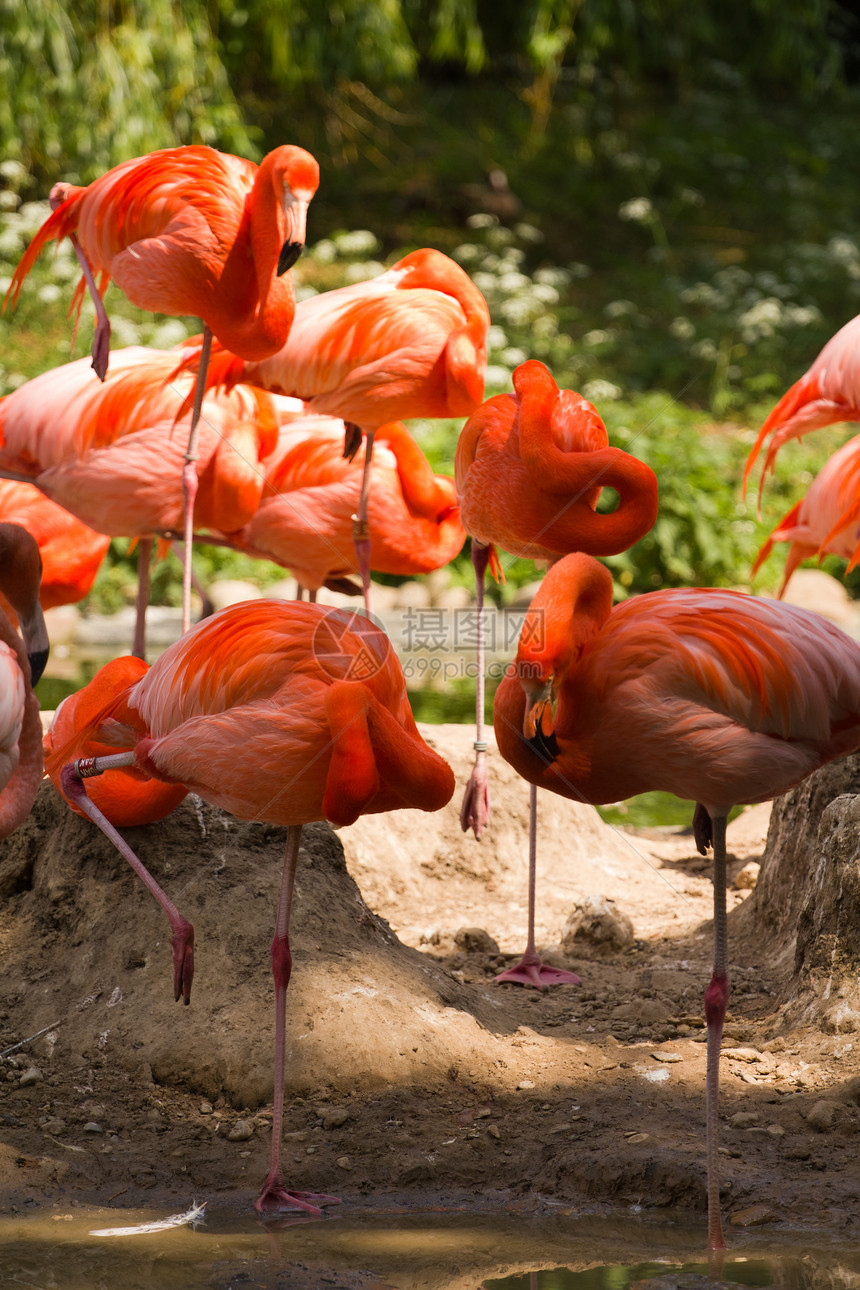火烈鸟羽毛涉水热带活力野生动物红色白色橡胶动物异国图片