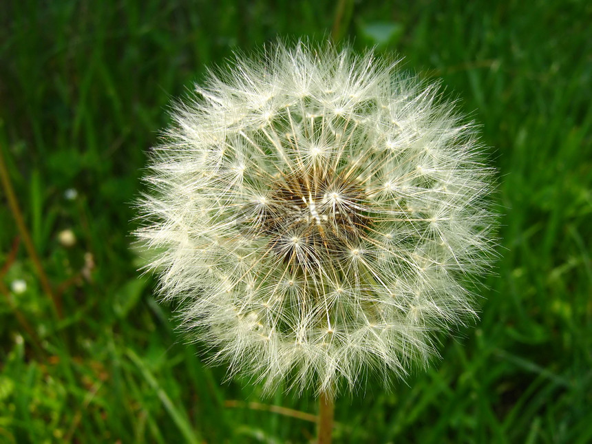 Dandelion 花籽种子增殖野花植被宏观白色绿色花园植物群杂草植物图片