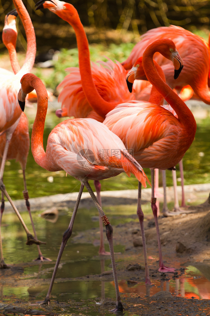 火烈鸟脖子白色亚热带动物动物群橡胶粉色涉水异国活力图片