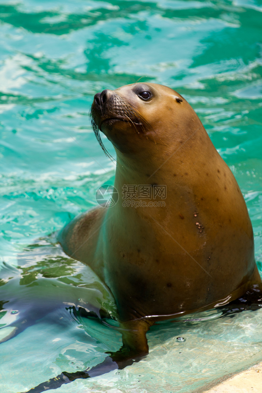海狮狮子海滩荒野野生动物潜水海洋哺乳动物动物岛屿海豹图片