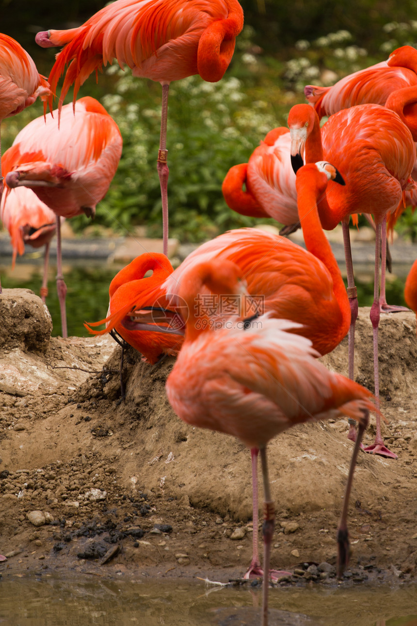 火烈鸟动物情调亚热带红色脖子活力热带动物群橡胶羽毛图片