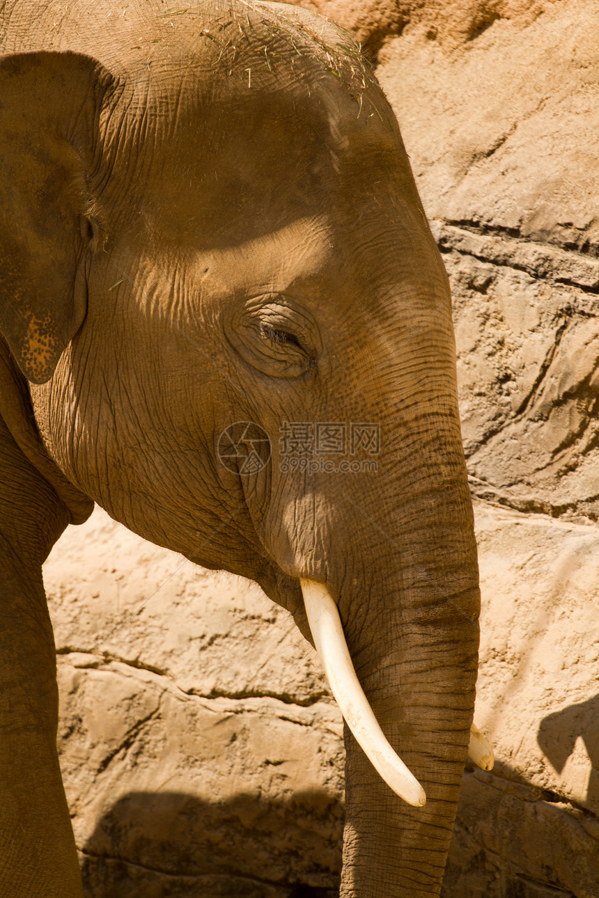 大象剂白色灰色濒危动物獠牙食草耳朵力量象牙树干图片