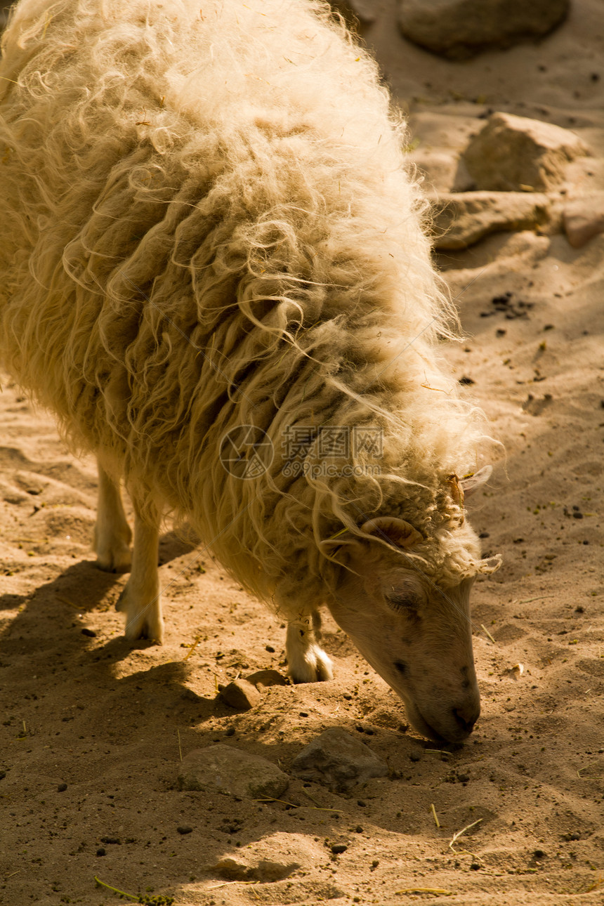 羊场地产妇草地耳朵农业蓝色农村羊肉哺乳动物羊毛图片