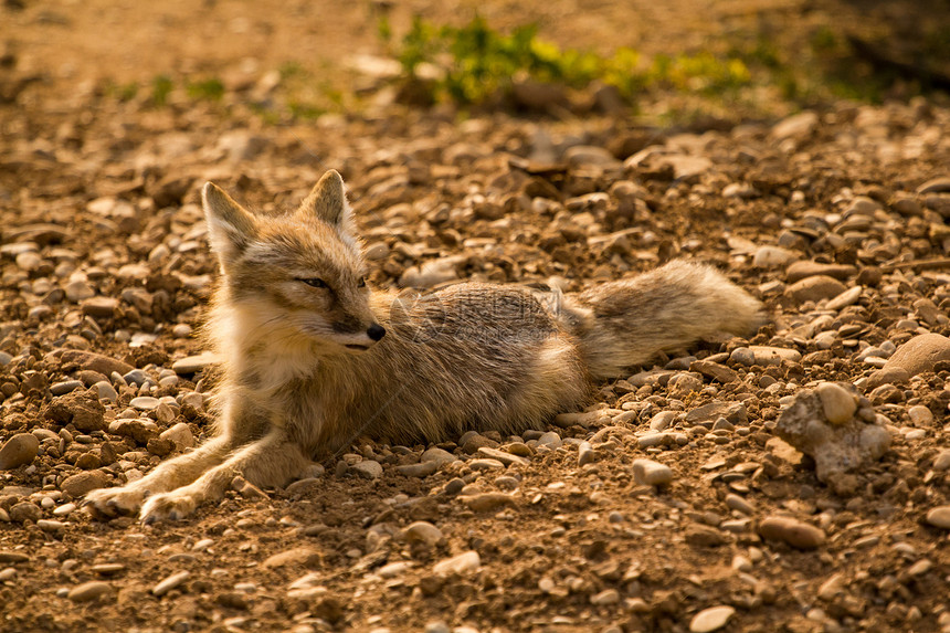Fox 狐狸打猎野生动物动物红色白色哺乳动物荒野生物毛皮图片