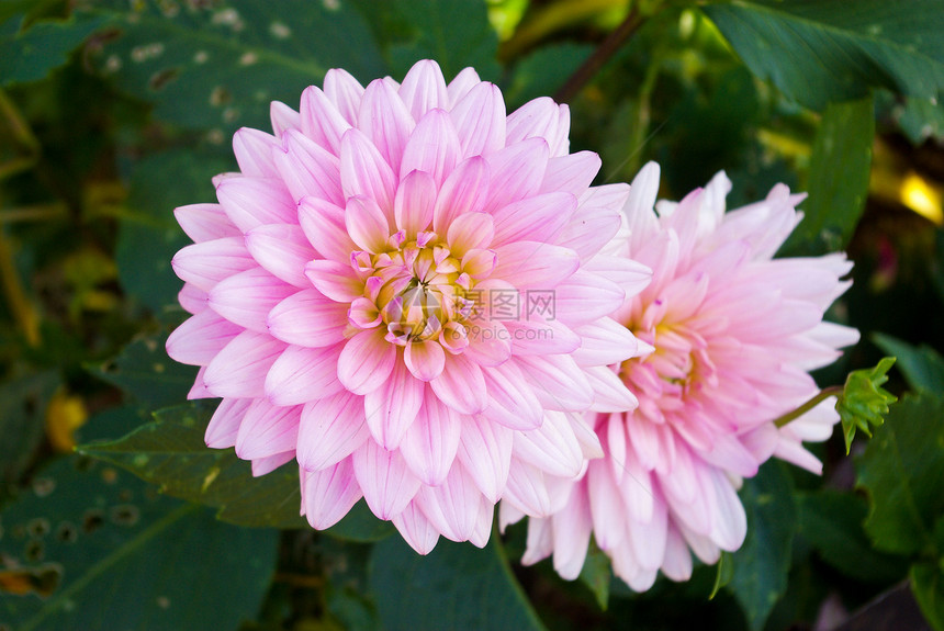 Dahlia 浅粉色花朵图片