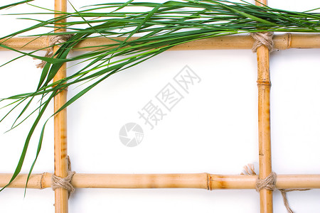 竹子图片的框架铭牌树叶盘子招牌牌匾热带相片广告白色植物背景图片