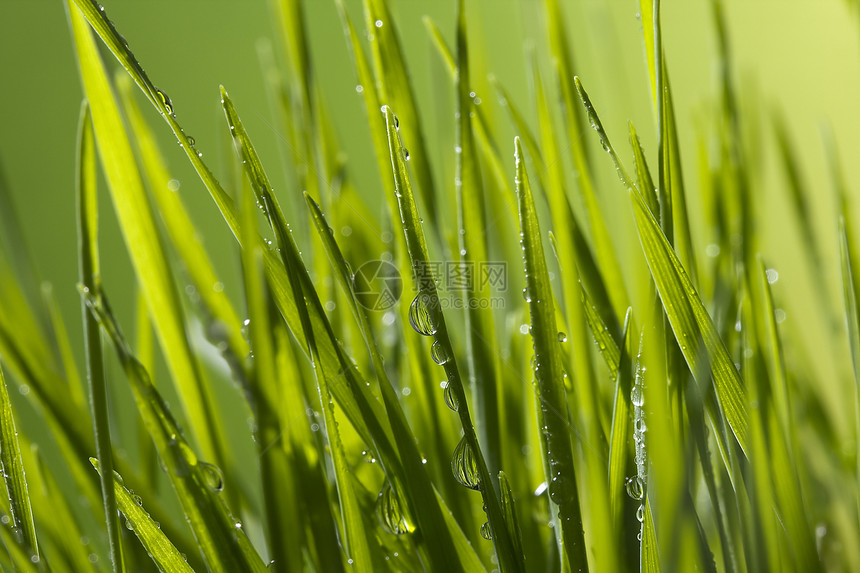 绿绿草刀刃生态生长活力光合作用雨滴叶子植物草地场地图片