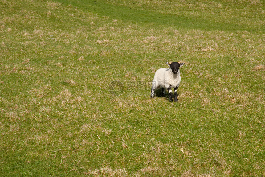 伊斯莱羊羔绿色草地家畜农业牧场黑色羊肉场地白色场景图片