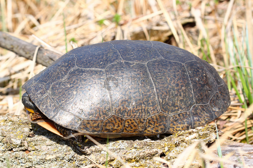 斑龟湿地疱疹科学生物学威胁动物爬虫生物环境沼泽图片