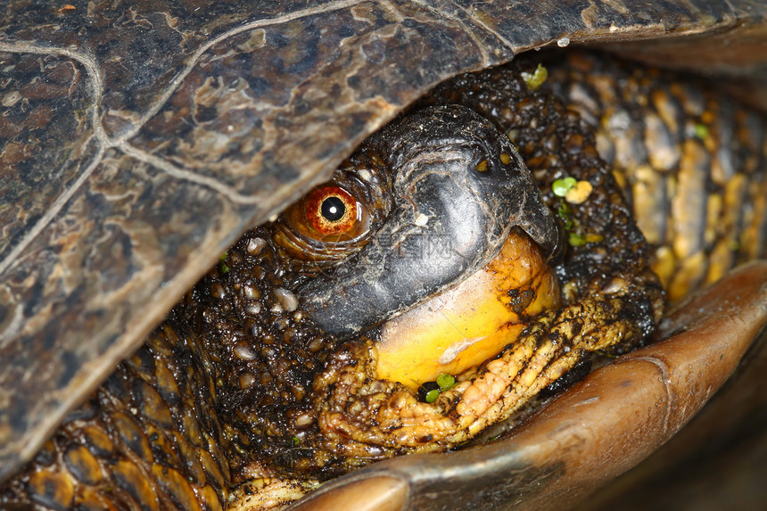 斑龟环境沼泽下巴生物爬虫生物学生态湿地威胁科学图片