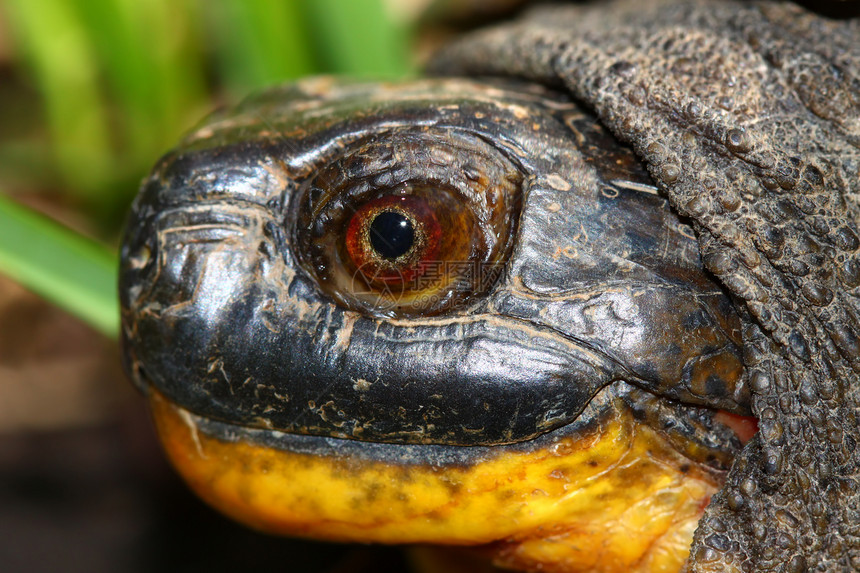 斑龟动物生物学爬虫下巴动物学威胁科学濒危疱疹沼泽图片