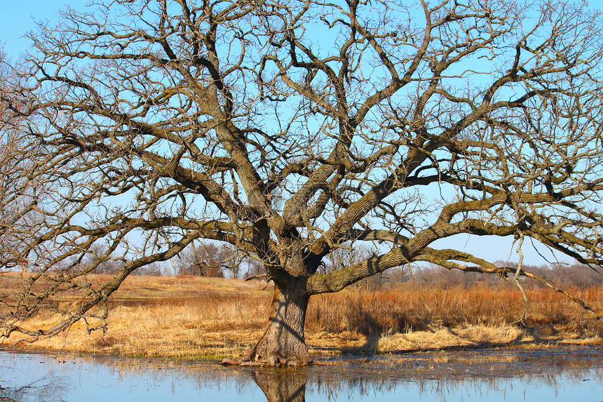 Bur Oak(克雷克斯大型卡尔帕)图片