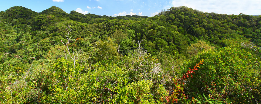 Guajataca森林保护区波多黎各森林天堂生态荒野土地里科植物学公园生物学环境图片