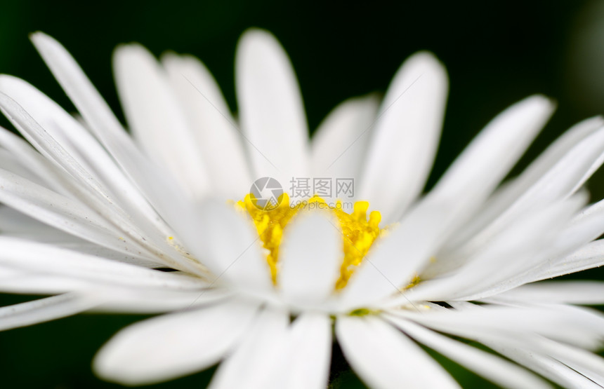 驴子植物植物学生态背景白色季节雏菊图片