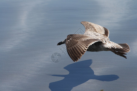 低飞海鸥海岸天线翅膀飞行酒窖航班海滩鸟类翼展高清图片
