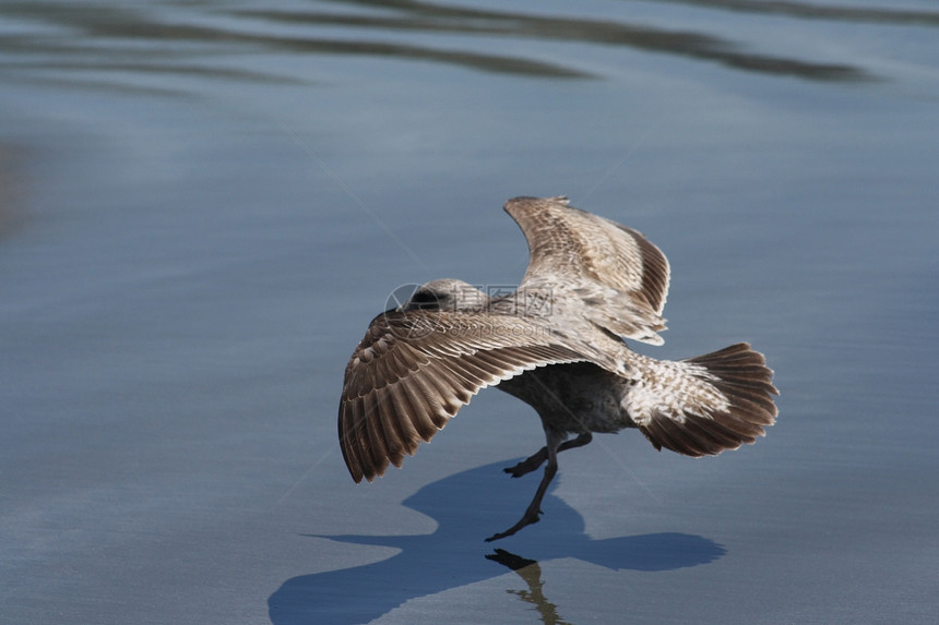 海鸥登陆生活海洋荒野土地翼展波浪翅膀鸟类酒窖野生动物图片