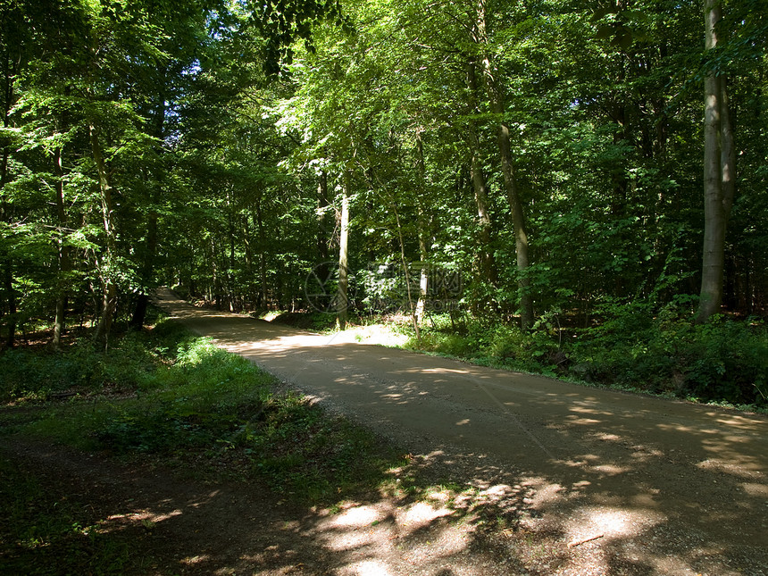 森林中的脚足路径场景环境阳光森林缠绕车道树木植物小路活力图片