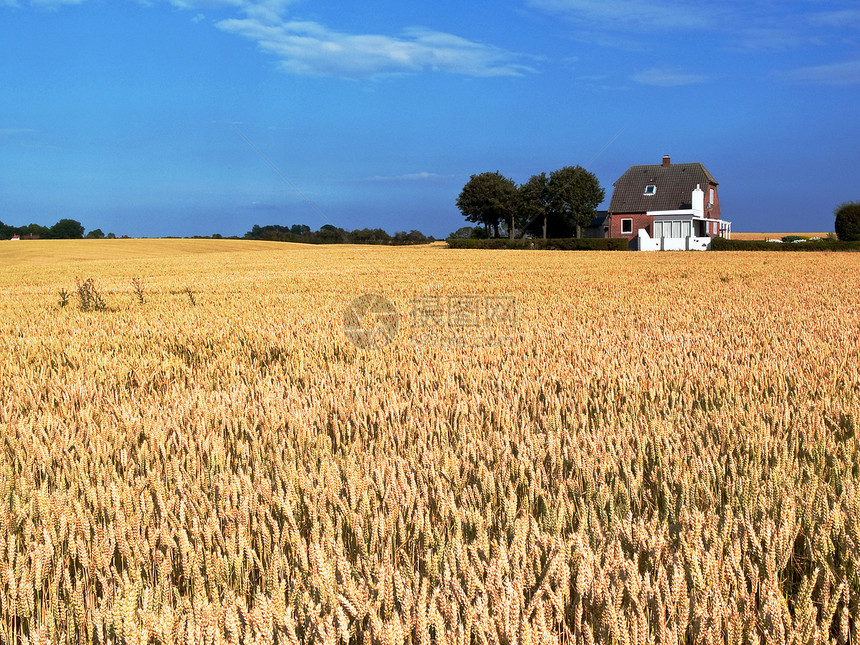 小麦田地蓝色风景土地场地食物生长农场草地烘烤天空图片