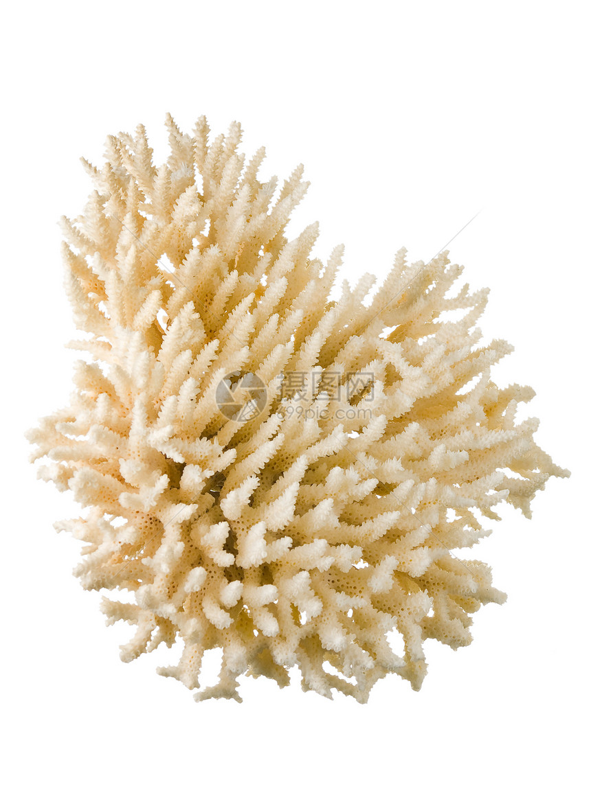 珊瑚白色珠宝海洋图片