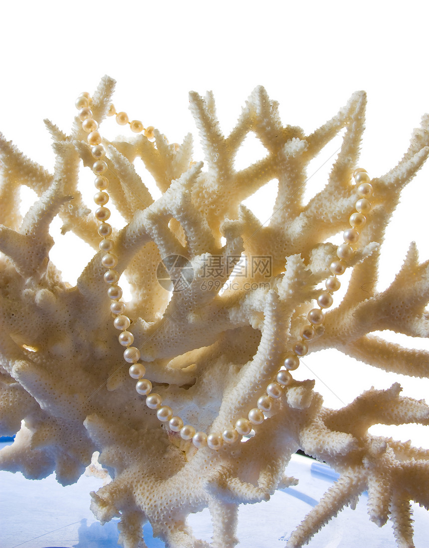 在珊瑚背景下的珍珠项链图片