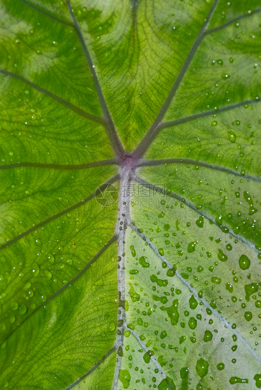 叶子上的水滴环境棕榈雨滴图片